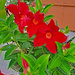 Red Brazilian Jasmine by larrysphotos