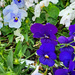 Pansy flowers by larrysphotos
