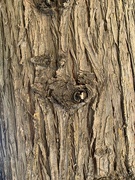 14th Jul 2023 - Heart on tree trunk. 