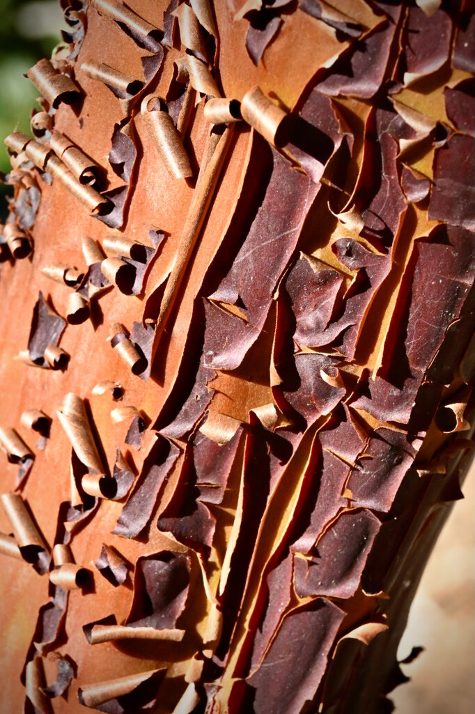 Annual Manzanita Tree Bark Peel by ososki