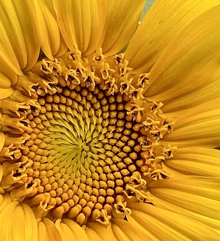 Sunflower by calm