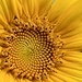 Sunflower by calm