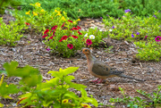 16th Jul 2023 - Mourning Dove