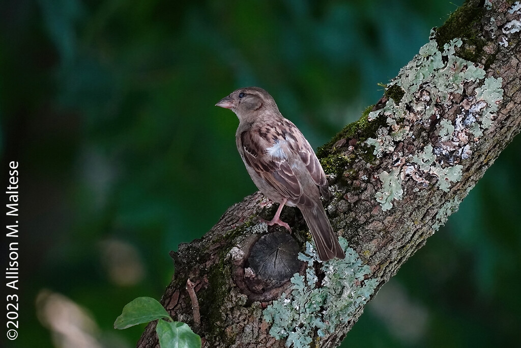 Female House Sparrow by falcon11
