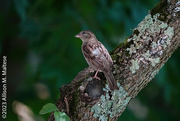 17th Jul 2023 - Female House Sparrow