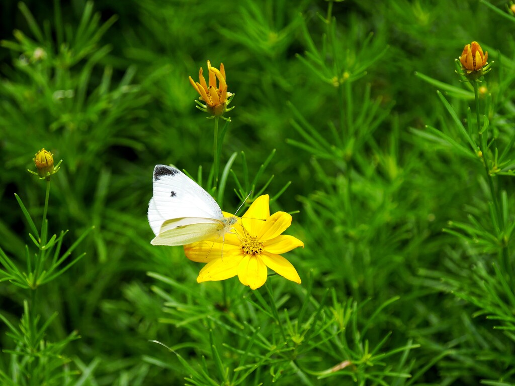 Cabbage White on the Coreopsis  by ljmanning