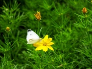 17th Jul 2023 - Cabbage White on the Coreopsis 