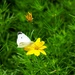 Cabbage White on the Coreopsis  by ljmanning