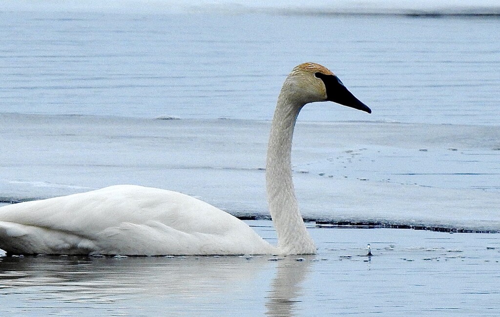 Trumpeter Swan by sunnygreenwood