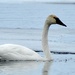 Trumpeter Swan by sunnygreenwood