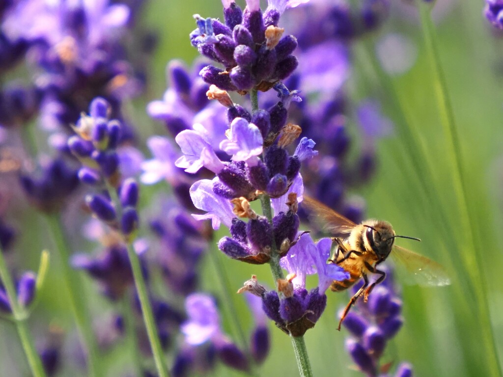 Honey bee by edorreandresen