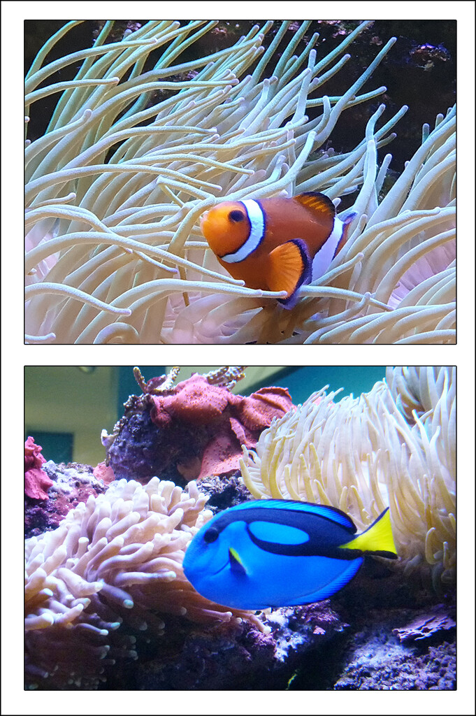 Nemo and Dory by onewing