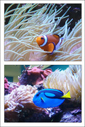18th Jul 2023 - Nemo and Dory