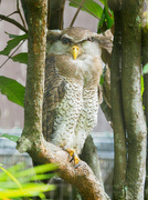 13th Jul 2023 - Malaysian Eagle Owl