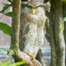 Malaysian Eagle Owl by ianjb21