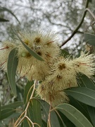 18th Jul 2023 - Eucalyptus 