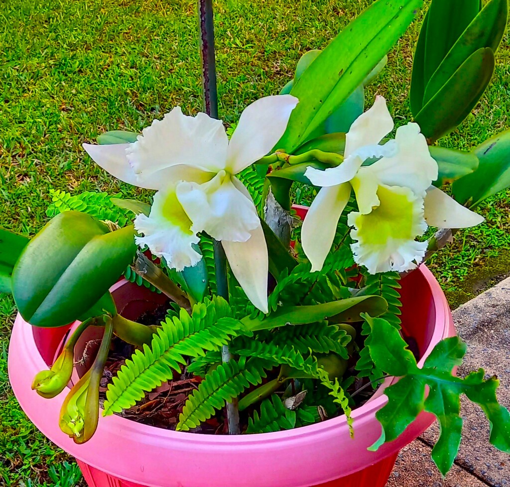 Cattleya Orchid ~ by happysnaps