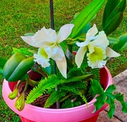 18th Jul 2023 - Cattleya Orchid ~