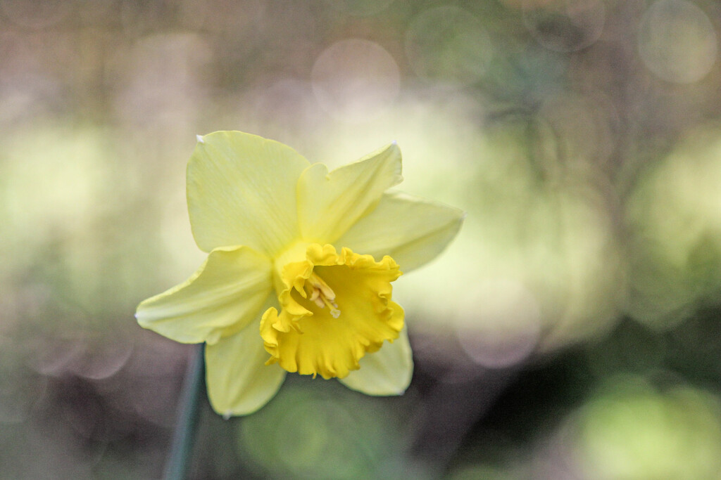 Daffodil by jeneurell