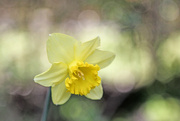 18th Jul 2023 - Daffodil