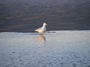 31st Jan 2011 - Lone Seagull