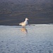 Lone Seagull by lauriehiggins