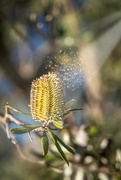 18th Jul 2023 - Banksia magic