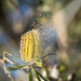 Banksia magic by pusspup