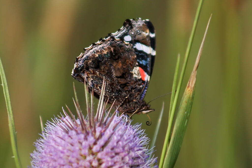 Red Admiral on a Teasel by princessicajessica