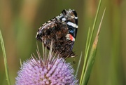17th Jul 2023 - Red Admiral on a Teasel