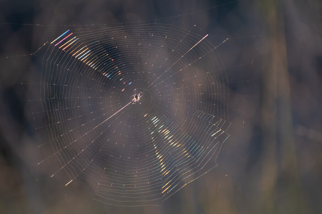 Spider Web by nannasgotitgoingon