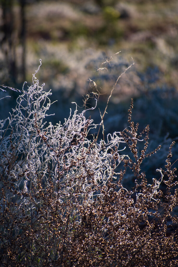 Afternoon Sunlight through the brush. by nannasgotitgoingon