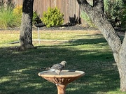 18th Jul 2023 - Red Shoulder Hawk