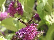17th Jul 2023 - Red Admiral, Head On
