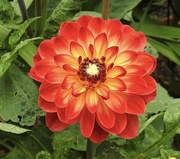 18th Jul 2023 - Dahlia