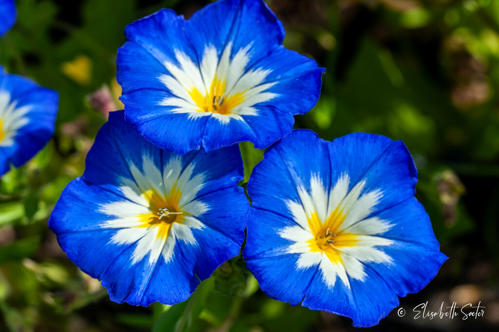 Three blue flowers by elisasaeter