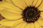18th Jul 2023 - Sunflower