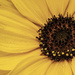 Sunflower by skipt07