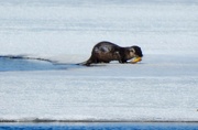 3rd Apr 2019 - Otter At Lunch