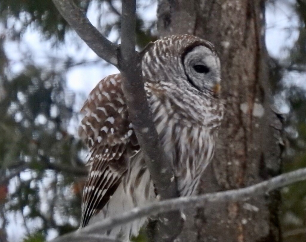 Barred Owl by sunnygreenwood
