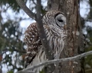 12th Mar 2019 - Barred Owl