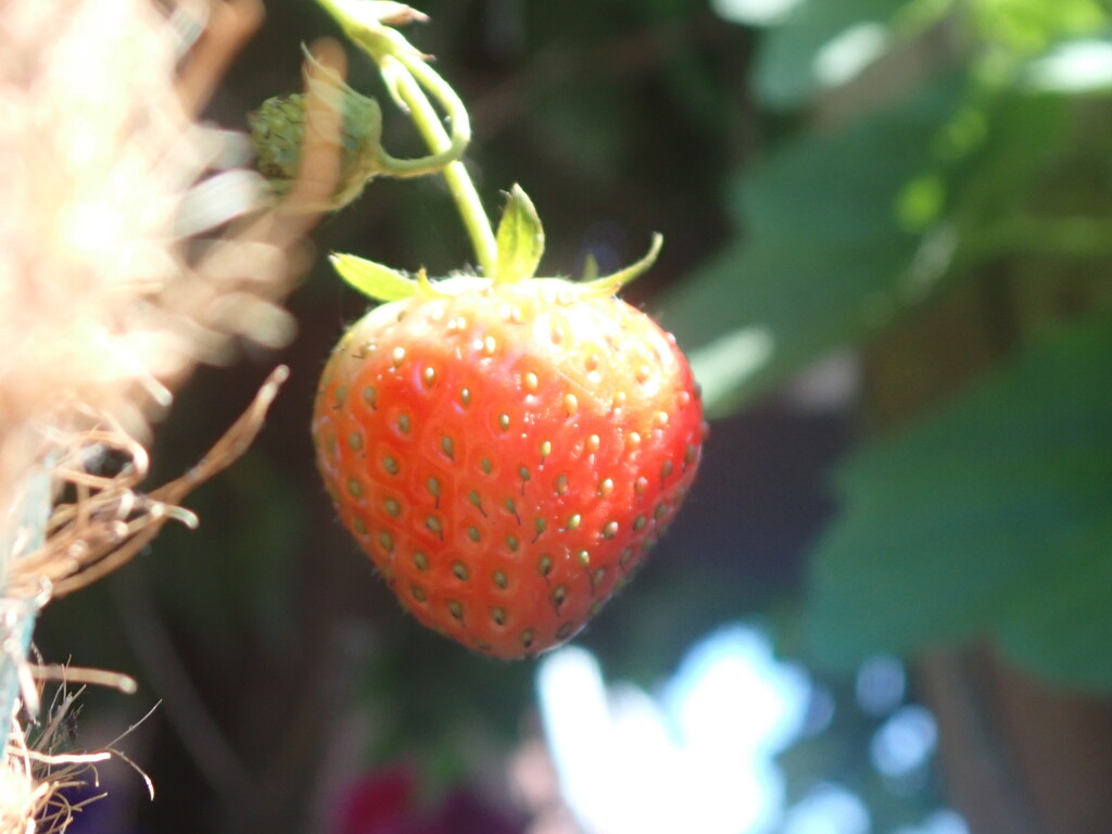 First ripe Strawberry by speedwell