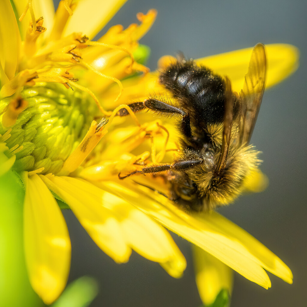 Tumbling Bee by kvphoto