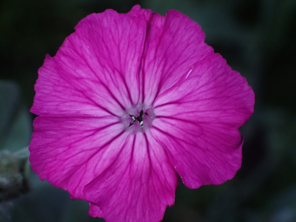 Rose Campion bloom by speedwell