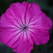 Rose Campion bloom by speedwell