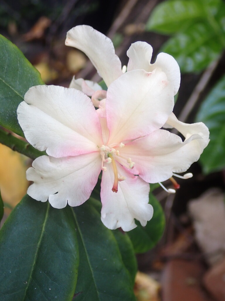 Late bloom on my Rhododendron by speedwell
