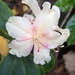Late bloom on my Rhododendron by speedwell