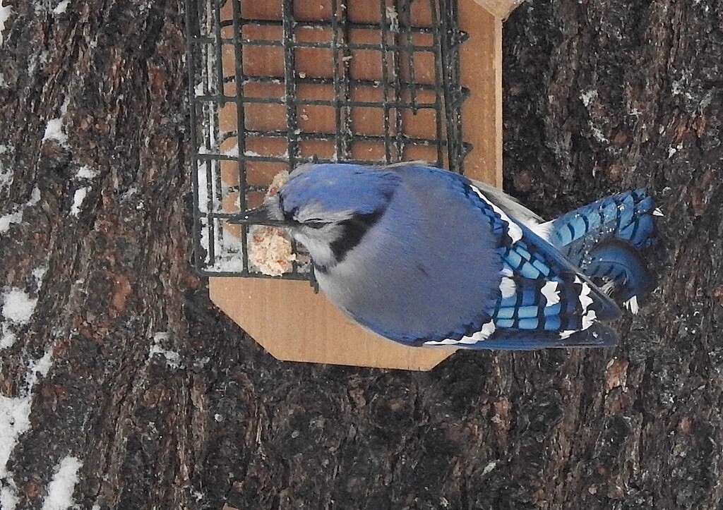 Blue Jay by sunnygreenwood