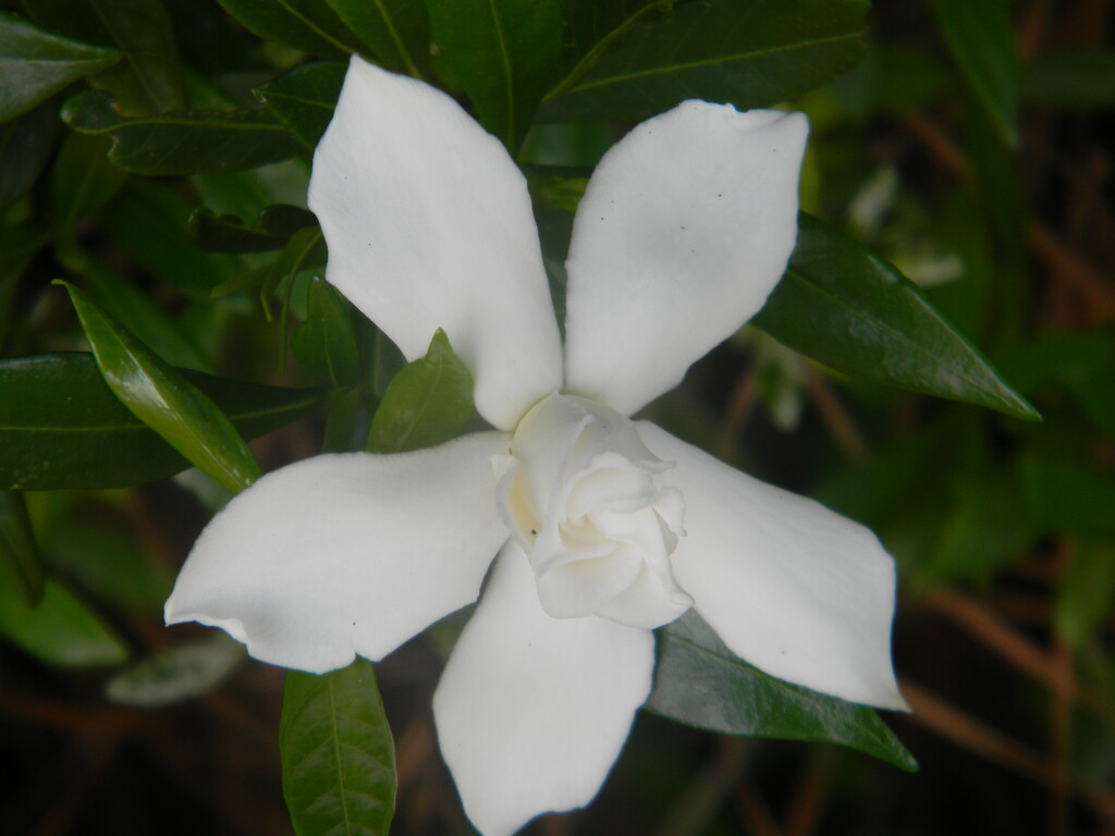 Cape Jasmine Flower in Neighborhood by sfeldphotos