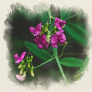 18th Jul 2023 - Magenta Sweet Pea